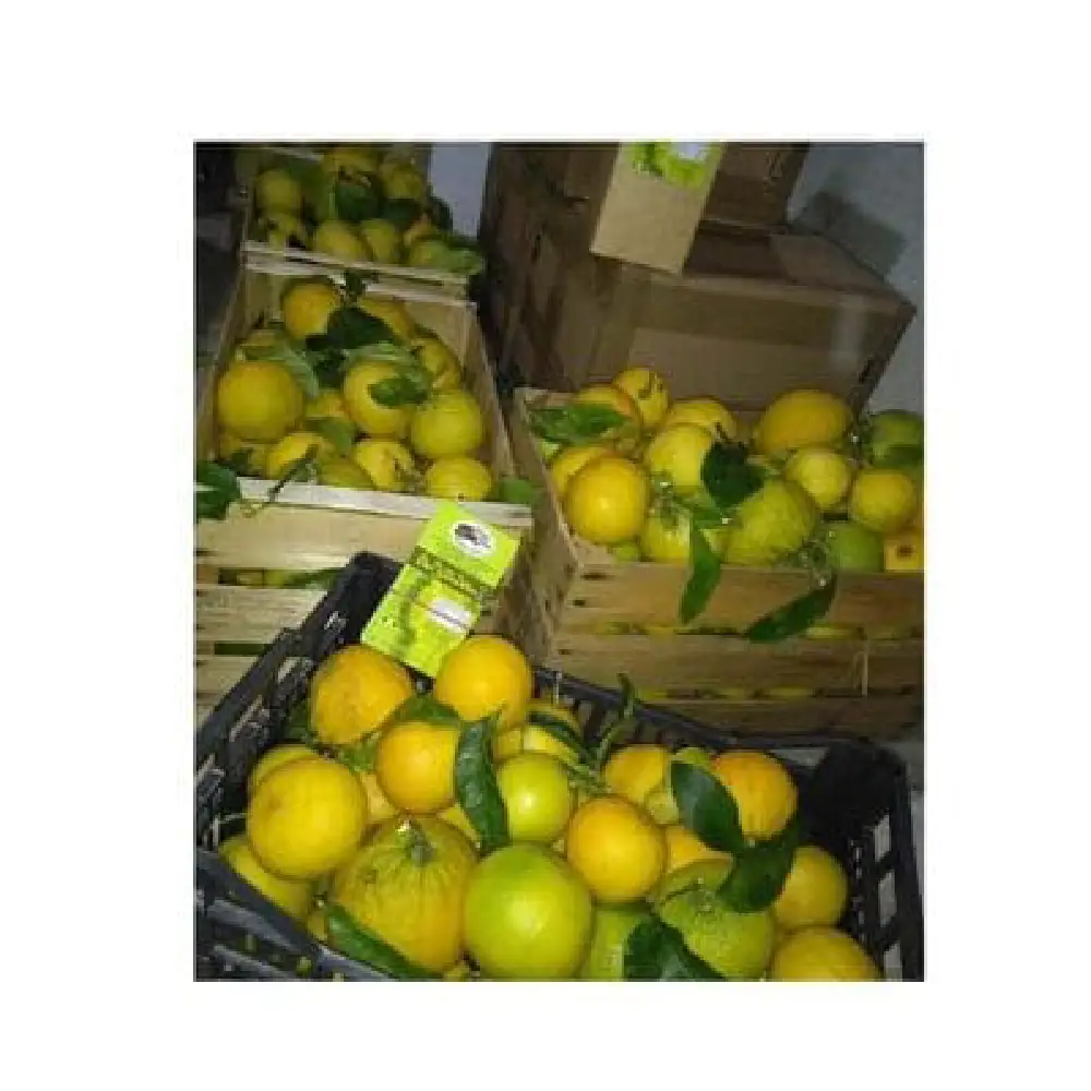 frutto fresco di bergamotto 
